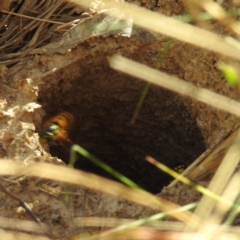 Vespula germanica (European wasp) at Kambah, ACT - 26 Apr 2023 by HelenCross