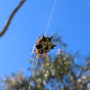 Austracantha minax at Stromlo, ACT - 25 Apr 2023