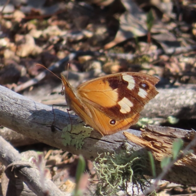 Heteronympha merope (Common Brown Butterfly) at Stromlo, ACT - 25 Apr 2023 by MatthewFrawley