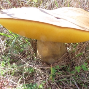 Phlebopus marginatus at Stromlo, ACT - 25 Apr 2023