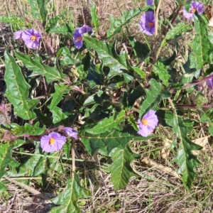 Solanum cinereum at Stromlo, ACT - 25 Apr 2023