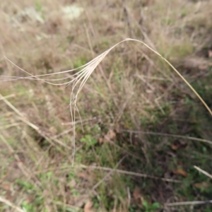 Anthosachne scabra at Stromlo, ACT - 25 Apr 2023