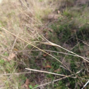 Anthosachne scabra at Stromlo, ACT - 25 Apr 2023