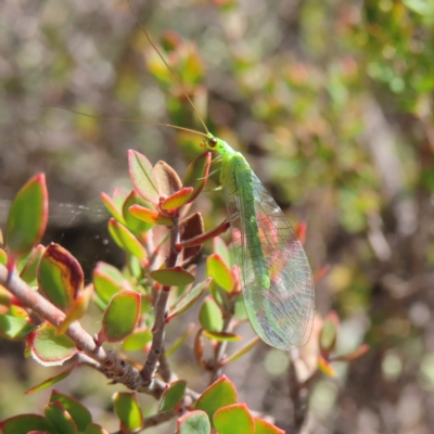 Mallada traviatus (Goldeneye Lacewing) at Stromlo, ACT - 25 Apr 2023 by MatthewFrawley