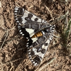 Apina callisto (Pasture Day Moth) at Coombs, ACT - 28 Apr 2023 by SteveBorkowskis