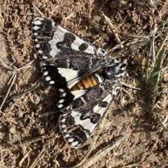 Apina callisto at Coombs, ACT - 28 Apr 2023