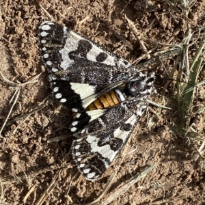 Apina callisto at Coombs, ACT - 28 Apr 2023