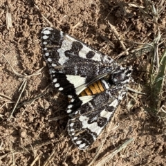 Apina callisto at Coombs, ACT - 28 Apr 2023