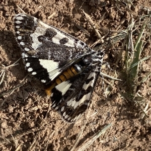 Apina callisto at Coombs, ACT - 28 Apr 2023