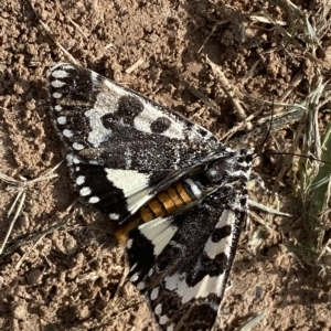 Apina callisto at Coombs, ACT - 28 Apr 2023