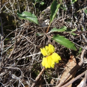 Goodenia hederacea subsp. hederacea at Stromlo, ACT - 25 Apr 2023 01:58 PM