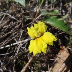 Goodenia hederacea subsp. hederacea at Stromlo, ACT - 25 Apr 2023 01:58 PM