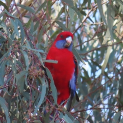 Platycercus elegans (Crimson Rosella) at Stromlo, ACT - 25 Apr 2023 by MatthewFrawley