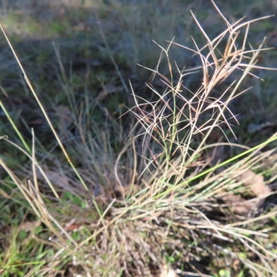 Aristida ramosa (Purple Wire Grass) at Stromlo, ACT - 25 Apr 2023 by MatthewFrawley