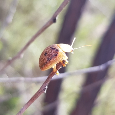 Paropsis atomaria (Eucalyptus leaf beetle) at Stromlo, ACT - 25 Apr 2023 by MatthewFrawley