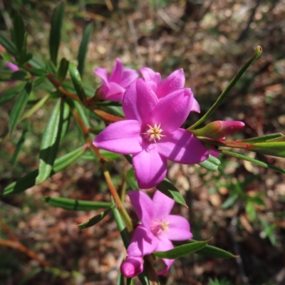 Crowea exalata (Crowea) at Ku-ring-gai Chase National Park - 27 Apr 2023 by MatthewFrawley