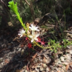 Calytrix tetragona (Common Fringe-myrtle) at Ku-ring-gai Chase National Park - 27 Apr 2023 by MatthewFrawley