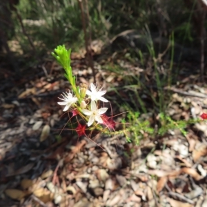 Calytrix tetragona at Ku-Ring-Gai Chase, NSW - 27 Apr 2023