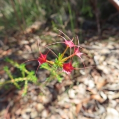 Calytrix tetragona at Ku-Ring-Gai Chase, NSW - 27 Apr 2023