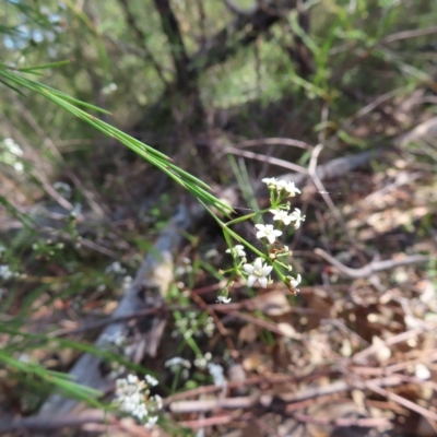 Platysace linearifolia (Narrow-leaved Platysace) at Ku-Ring-Gai Chase, NSW - 27 Apr 2023 by MatthewFrawley