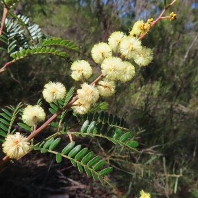 Acacia terminalis (Sunshine Wattle) at Ku-Ring-Gai Chase, NSW - 27 Apr 2023 by MatthewFrawley