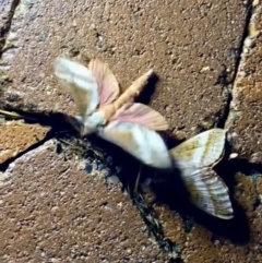 Oxycanus (genus) (Unidentified Oxycanus moths) at Burra, NSW - 28 Apr 2023 by JessBelle