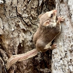 Acrobates pygmaeus (Feathertail Glider) at suppressed - 22 Apr 2023 by JessBelle