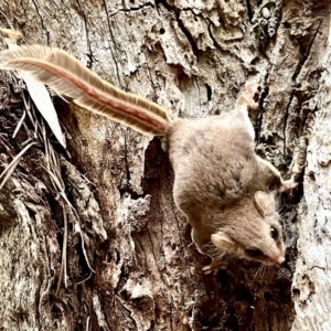 Acrobates pygmaeus at Burra, NSW - 22 Apr 2023