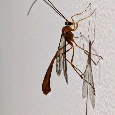 Ichneumonidae (family) (Unidentified ichneumon wasp) at Kambah, ACT - 28 Apr 2023 by HelenCross