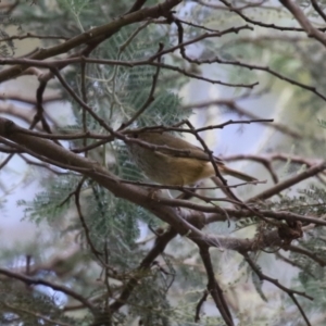 Acanthiza pusilla at Paddys River, ACT - 28 Apr 2023