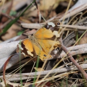 Heteronympha merope at Paddys River, ACT - 28 Apr 2023 12:56 PM