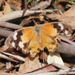 Heteronympha merope at Paddys River, ACT - 28 Apr 2023