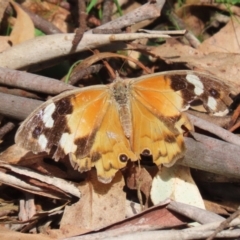 Heteronympha merope at Paddys River, ACT - 28 Apr 2023 12:56 PM