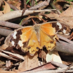 Heteronympha merope at Paddys River, ACT - 28 Apr 2023 12:56 PM