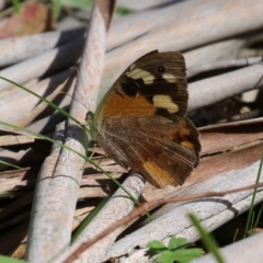 Heteronympha merope at Paddys River, ACT - 28 Apr 2023