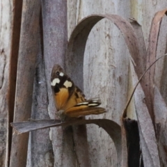 Heteronympha merope at Paddys River, ACT - 28 Apr 2023 12:56 PM