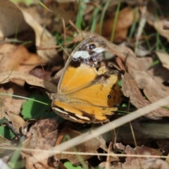 Heteronympha merope at Paddys River, ACT - 28 Apr 2023