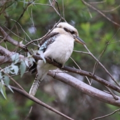 Dacelo novaeguineae at Paddys River, ACT - 28 Apr 2023 12:38 PM