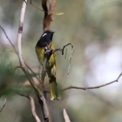 Nesoptilotis leucotis (White-eared Honeyeater) at Paddys River, ACT - 28 Apr 2023 by RodDeb