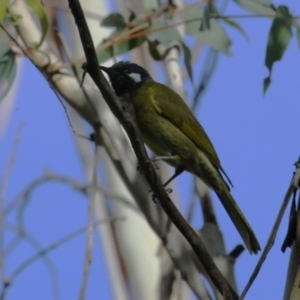 Nesoptilotis leucotis at Paddys River, ACT - 28 Apr 2023