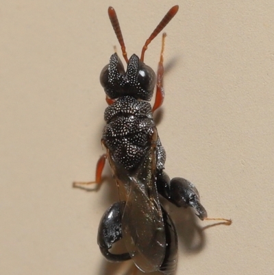 Chalcididae (family) at  - suppressed by TimL