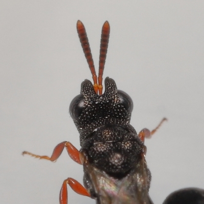 Chalcididae (family) at  - suppressed by TimL