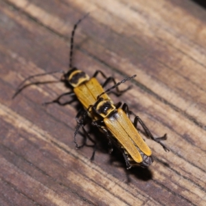Chauliognathus sp. (genus) at Capalaba, QLD - 23 Apr 2023 12:08 PM
