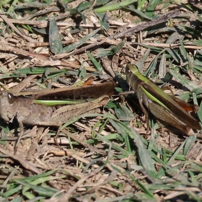 Caledia captiva (grasshopper) at Bandiana, VIC - 25 Apr 2023 by KylieWaldon