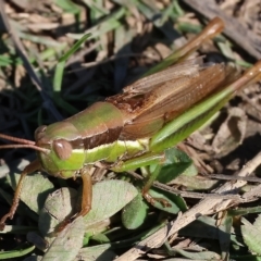 Bermius brachycerus (A grasshopper) at Bandiana, VIC - 25 Apr 2023 by KylieWaldon