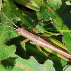 Bermius brachycerus (A grasshopper) at Killara, VIC - 25 Apr 2023 by KylieWaldon