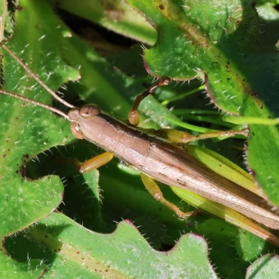Bermius brachycerus (A grasshopper) at Killara, VIC - 25 Apr 2023 by KylieWaldon