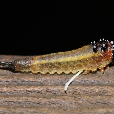 Lophyrotoma sp. (genus) at Capalaba, QLD - 23 Apr 2023 by TimL