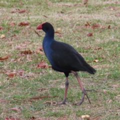 Porphyrio melanotus (Australasian Swamphen) at Wollogorang, NSW - 28 Apr 2023 by MatthewFrawley