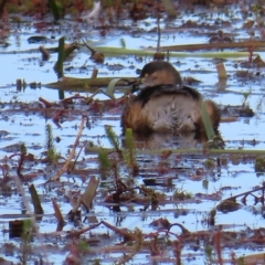 Tachybaptus novaehollandiae (Australasian Grebe) at Wollogorang, NSW - 28 Apr 2023 by MatthewFrawley